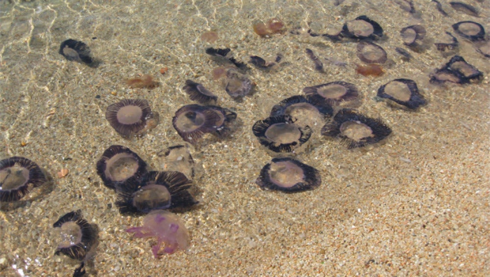 Plaga de medusas en Cantabria