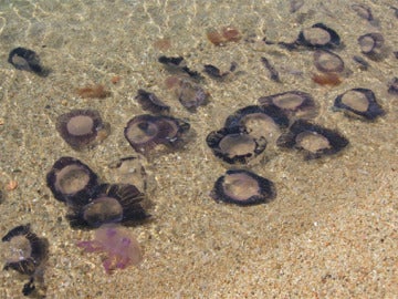 Plaga de medusas en Cantabria