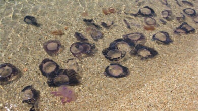 Una plaga de medusas toma las playas de Algeciras