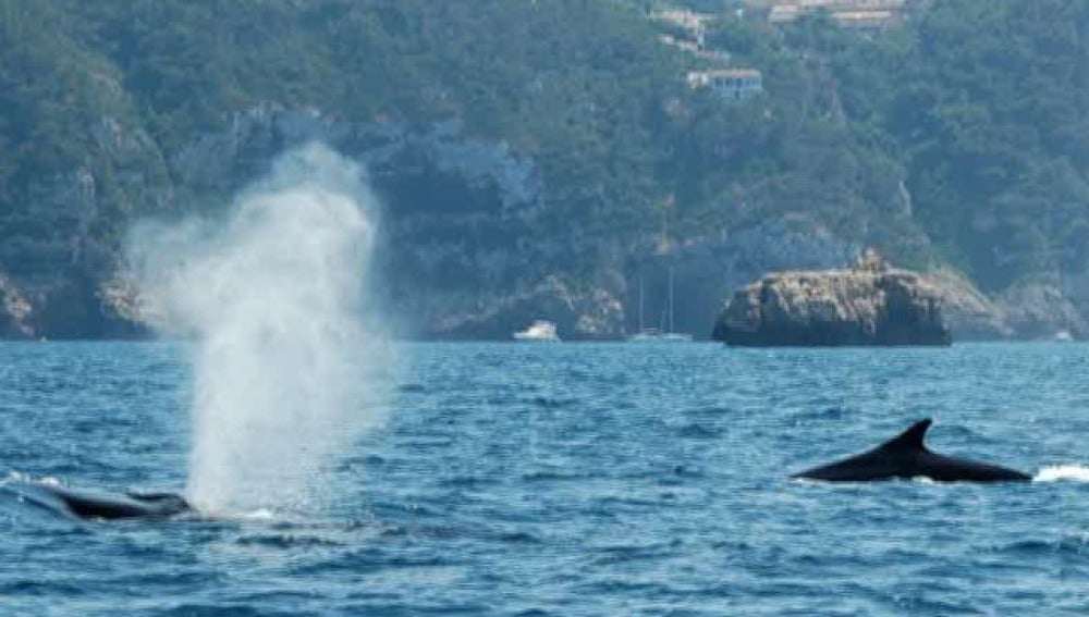 Ballenas en la playa de Jávea