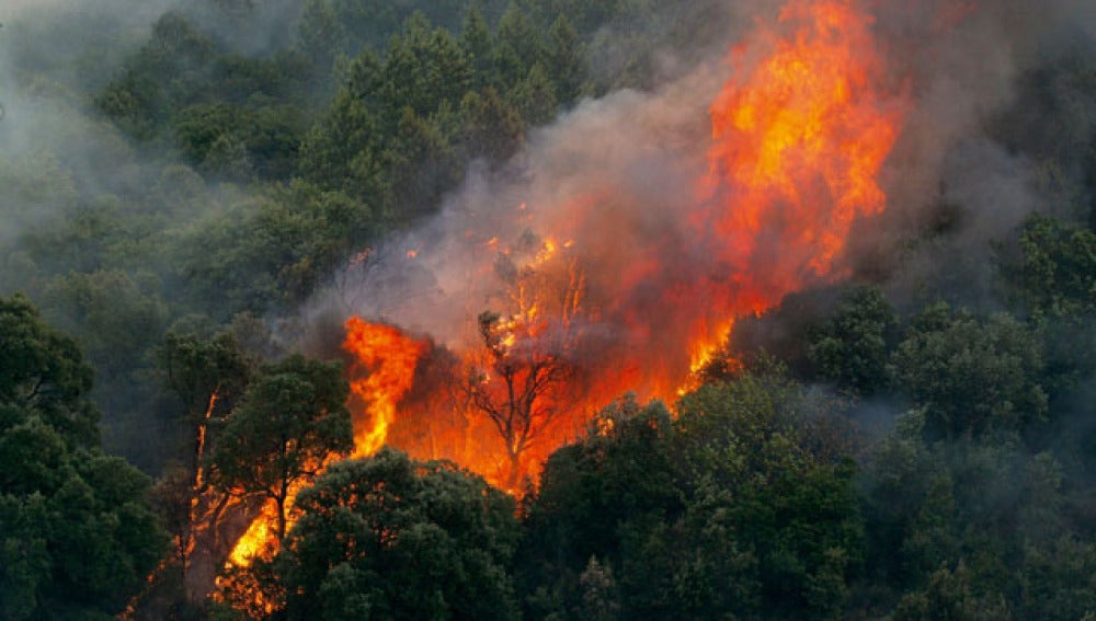 Incendio forestal