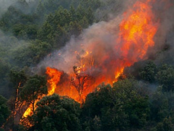 Incendio forestal