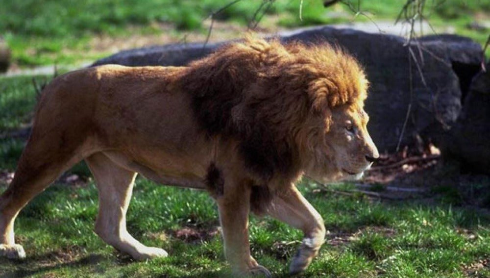 Un león salvaje en su hábitat