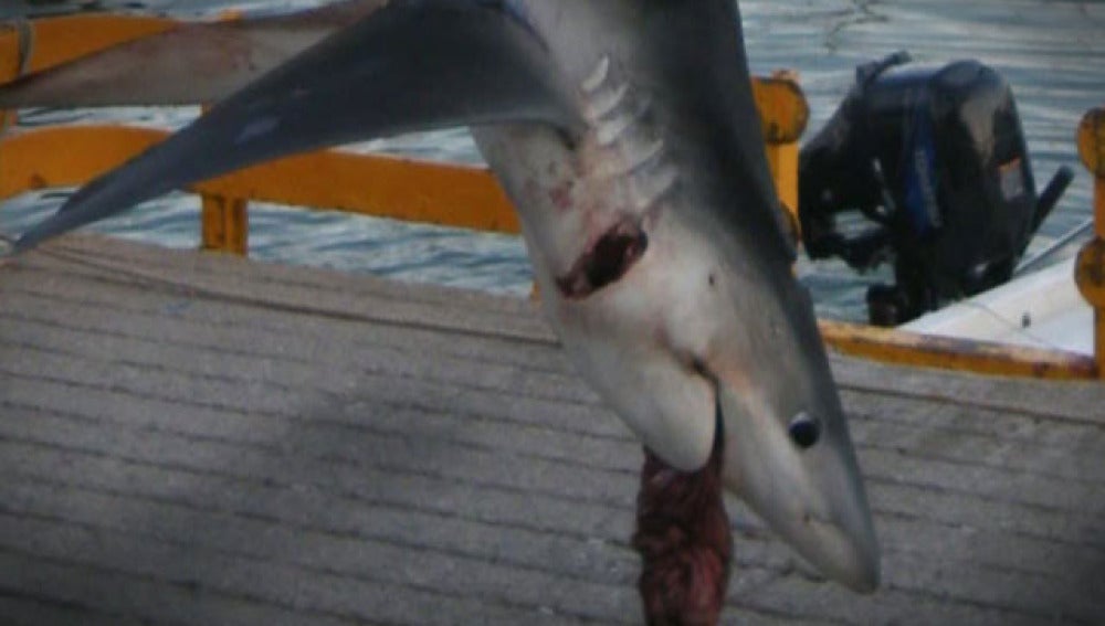 Tiburón de Lloret de Mar