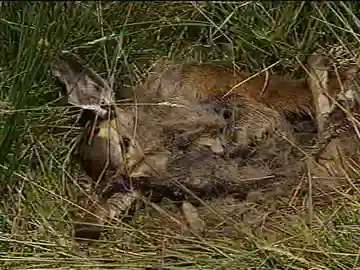 Aparecen otros seis ciervos muertos en León Aparecen otros seis ciervos muertos en León
