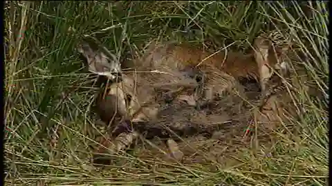 Aparecen otros seis ciervos muertos en León Aparecen otros seis ciervos muertos en León