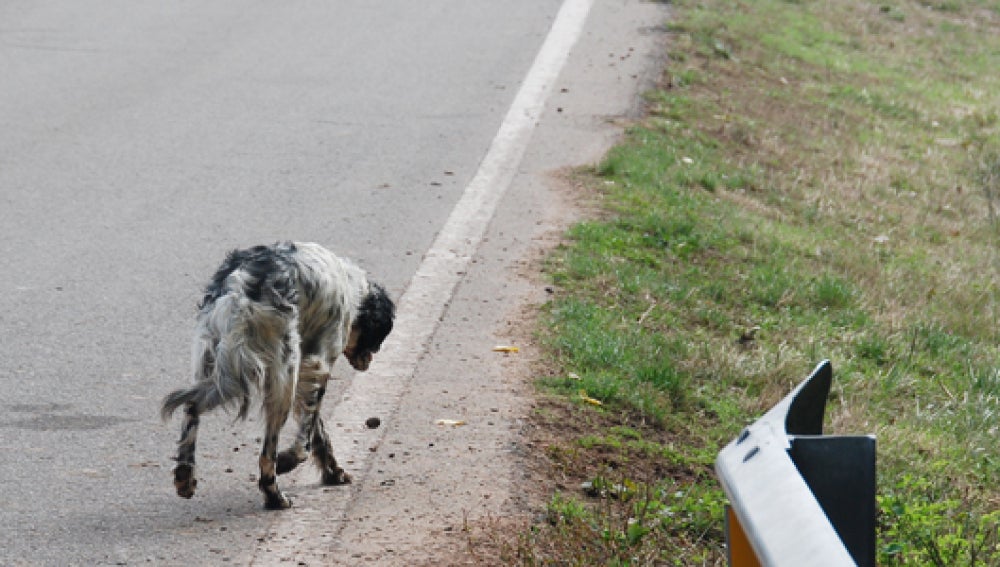 Perros abandonados, un drama que se ha repetido un verano más.