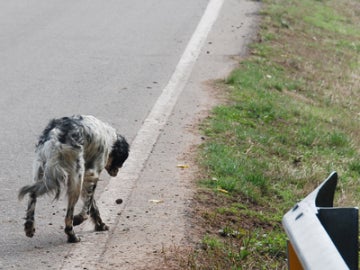 Perros abandonados, un drama que se ha repetido un verano más.