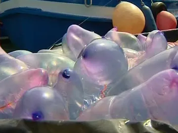 Carabela portuguesa Carabela portuguesa