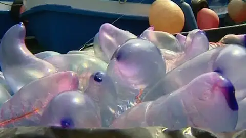 Carabela portuguesa Carabela portuguesa