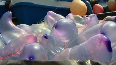 Continúa la plaga de medusas en San Sebastián