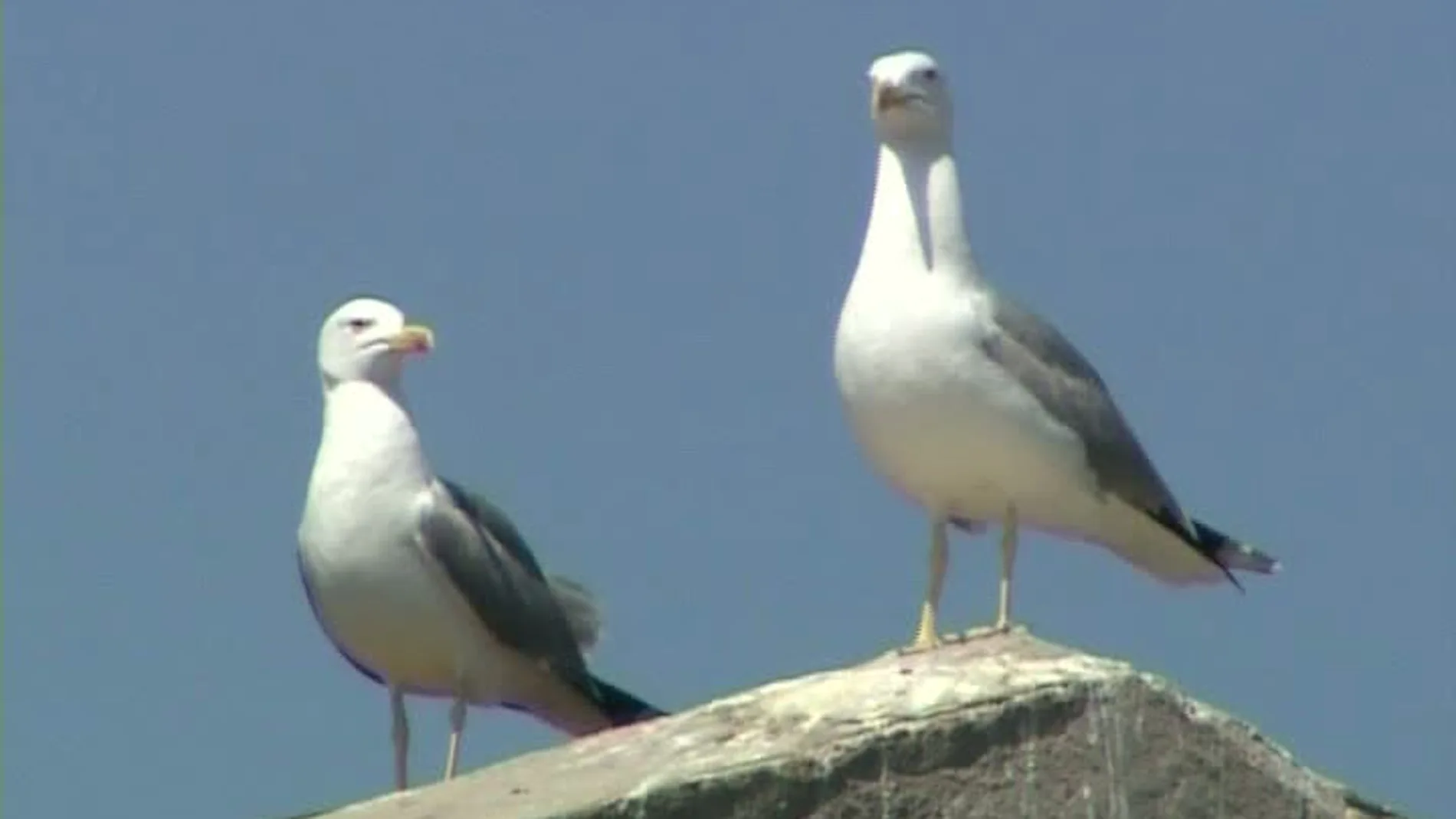 Gaviotas cada vez más peligrosas y agresivas Gaviotas cada vez más peligrosas y agresivas