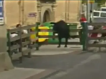 Se escapa un novillo de un encierro Se escapa un novillo de un encierro