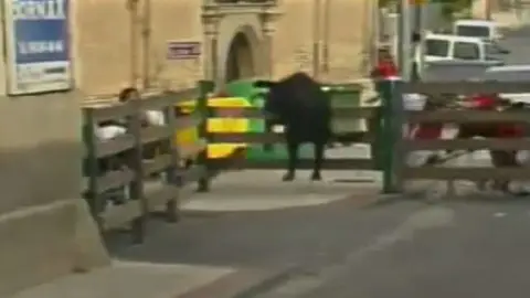 Se escapa un novillo de un encierro Se escapa un novillo de un encierro