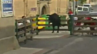 Localizado el toro que se escapó en los encierros de Valtierra