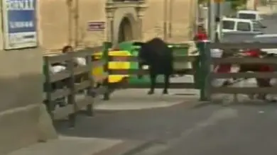 Localizado el toro que se escapó en los encierros de Valtierra Localizado el toro que se escapó en los encierros de Valtierra