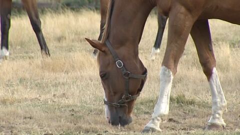 Caballos pastando en Galicia