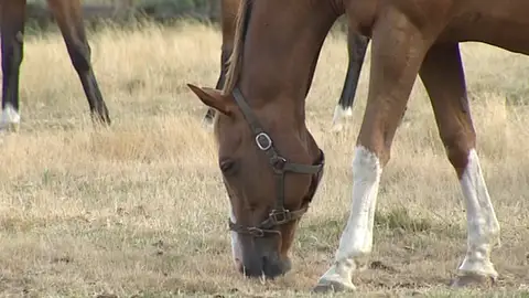 Caballos pastando en Galicia Caballos pastando en Galicia