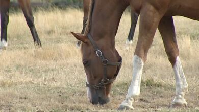 Condenan a un hombre a nueve meses de cárcel por maltratar a sus caballos, burros y mulos