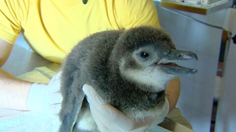 Cr&iacute;a de ping&uuml;ino magall&aacute;nico