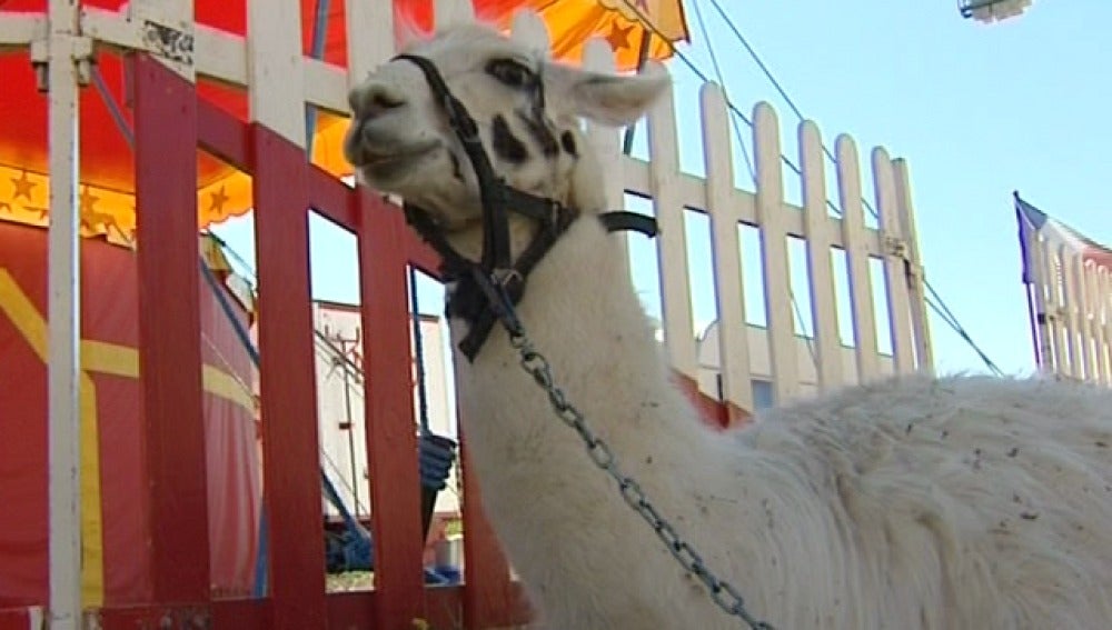 Una llama escapada del circo