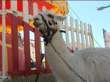 Una llama escapada del circo Una llama escapada del circo