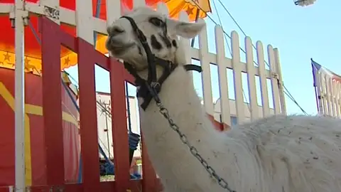 Una llama escapada del circo Una llama escapada del circo
