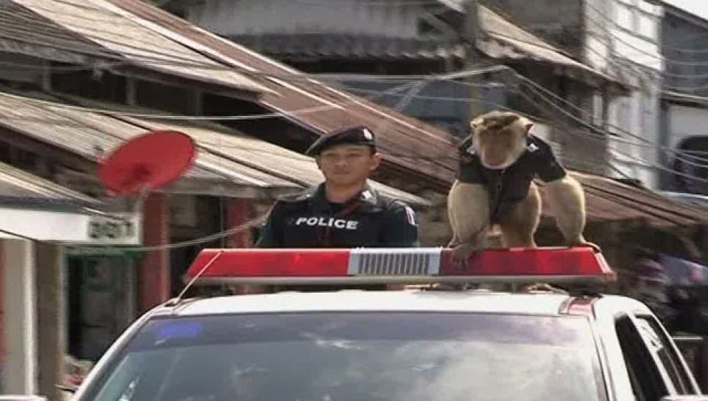 Mono policia de Tailandia