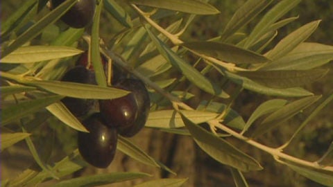 Aceitunas