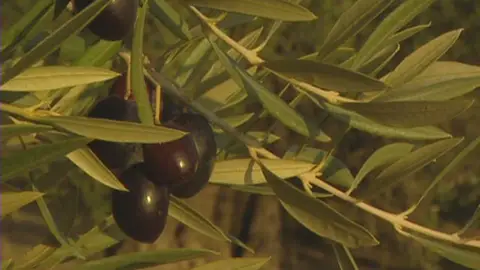 Aceitunas Aceitunas