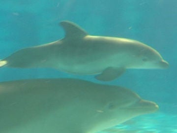 Waka nada junto a su madre