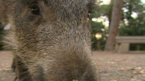 Paseo de jabal&iacute;es por Barcelona