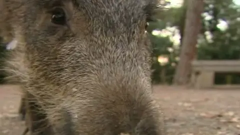 Paseo de jabalíes por Barcelona Paseo de jabalíes por Barcelona
