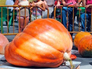 Concurso de calabazas gigantes en Valtierra (Navarra)