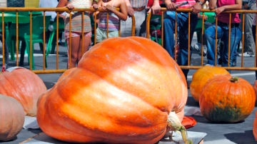 Concurso de calabazas gigantes en Valtierra (Navarra)