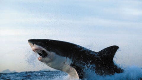 Un tibur&oacute;n blanco salta sobre el agua