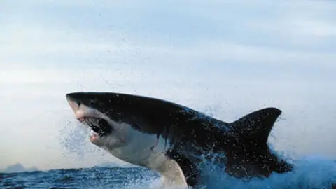 Un tiburón blanco salta sobre el agua Un tiburón blanco salta sobre el agua