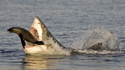 Un tiburón ataca a una joven foca Un tiburón ataca a una joven foca