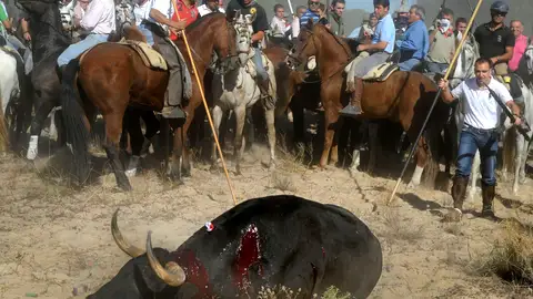 "Platanito", el Toro de la Vega "Platanito", el Toro de la Vega