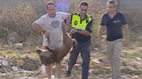 Dos jabal&iacute;es se escapan en Castell&oacute;n