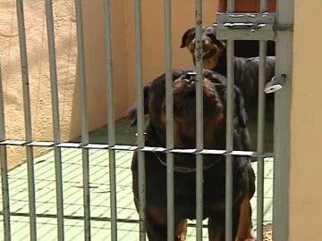 Dos perros de raza peligrosa hieren gravemente a un niño en Boadilla del Monte