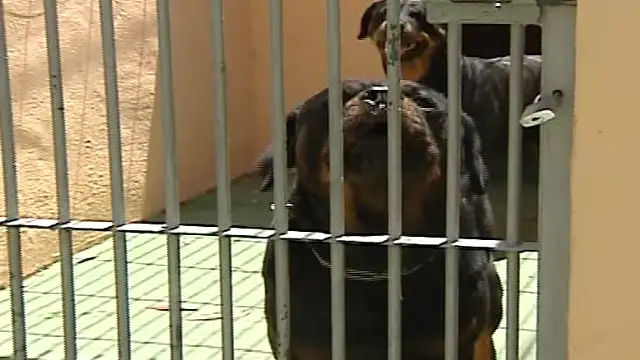 Dos perros de raza peligrosa hieren gravemente a un ni&ntilde;o en Boadilla del Monte