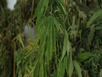 Más de trescientos kilos de marihuana escondidos en pleno parque natural de Sierra Nevada