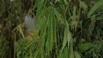 Más de trescientos kilos de marihuana escondidos en pleno parque natural de Sierra Nevada