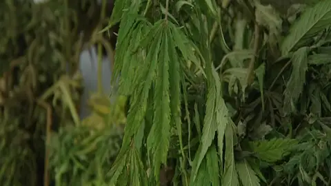 Más de trescientos kilos de marihuana escondidos en pleno parque natural de Sierra Nevada Más de trescientos kilos de marihuana escondidos en pleno parque natural de Sierra Nevada