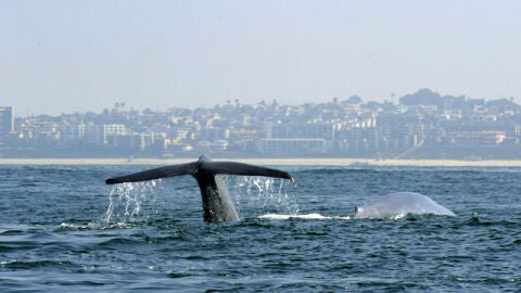 Una ballena surcando los mares neozelandeses