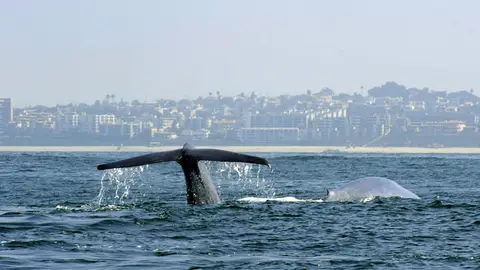 Una ballena surcando los mares neozelandeses Una ballena surcando los mares neozelandeses