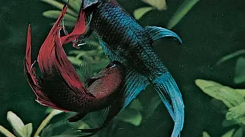 Pelea de peces luchadores del Siam Pelea de peces luchadores del Siam