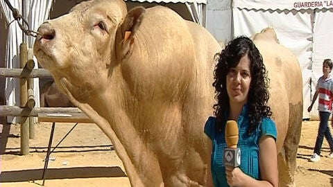 El toro m&aacute;s alto de Espa&ntilde;a