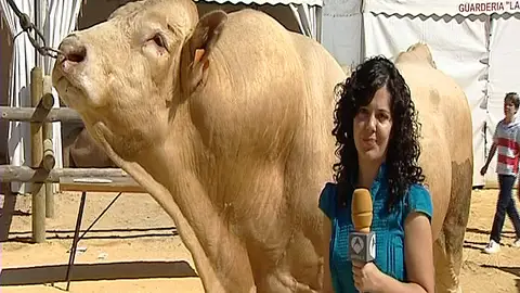 El toro más alto de España El toro más alto de España